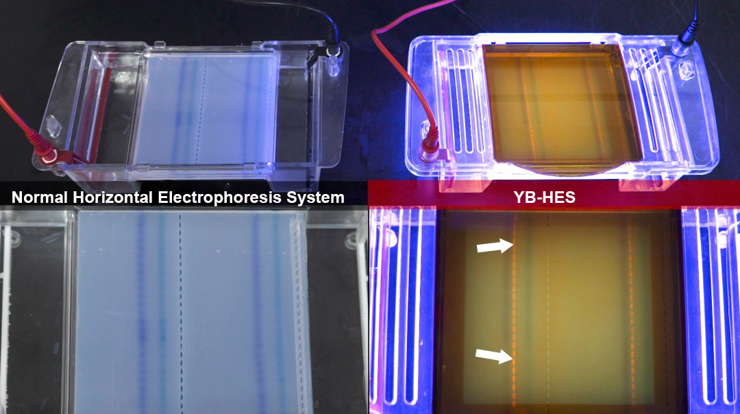 Horizontal Electrophoresis System